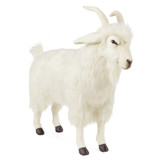 Hansa Cashmere Goat, 42'' (6186)
