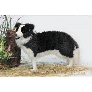 Hansa Border Collie, Standing 33''L (4563) Hansa Border Collie, Standing 33''L (4563)