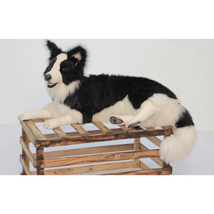 Hansa Border Collie, Laying 34''L (4564) Hansa Border Collie, Laying 34''L (4564)