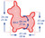 Gymnic Racin' Rody Horse Dimensions Diagram