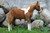 Hansa Paint Pony, Life Size 60'' (3772)