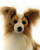 Hansa Papillion Dog, 16'' (3993)