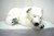Hansa Polar Bear Cub, Lg Sleeping 41''L (4043) 