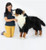 Hansa Bernese Mountain Dog Standing, 49"L x 34.5H (6849)