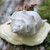 Wee Forest Folk Miniatures M-689 - Shell-tering Together