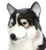 Hansa Husky Dog, Life Size 46''L (5046) 