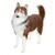 Hansa Husky Dog, Life Size 46''L (5046) 