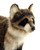 Hansa Raccoon, Standing 18''L (5181)