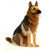 Hansa German Shepherd, Sitting 34''H