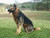 Hansa German Shepherd, Sitting 34''H