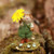 Wee Forest Folk Miniatures M-765 - Just Dandy!