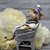 Wee Forest Folk Miniatures CS-2 - Egyptian Chess Set Queen (Amethyst)