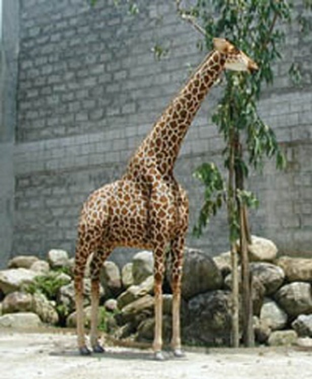 Hansa Giraffe, 12 Feet