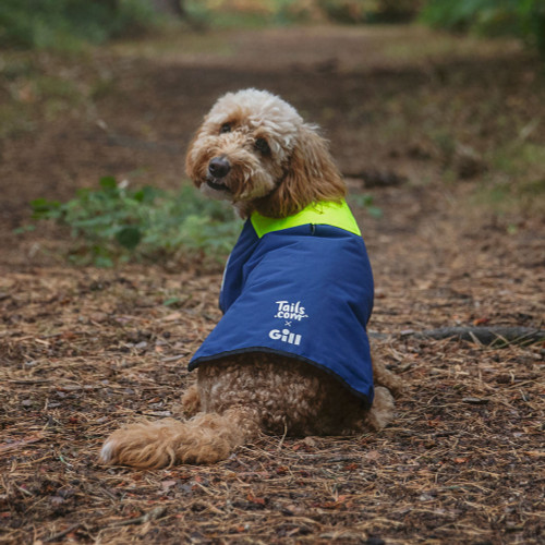 manteau chien promo