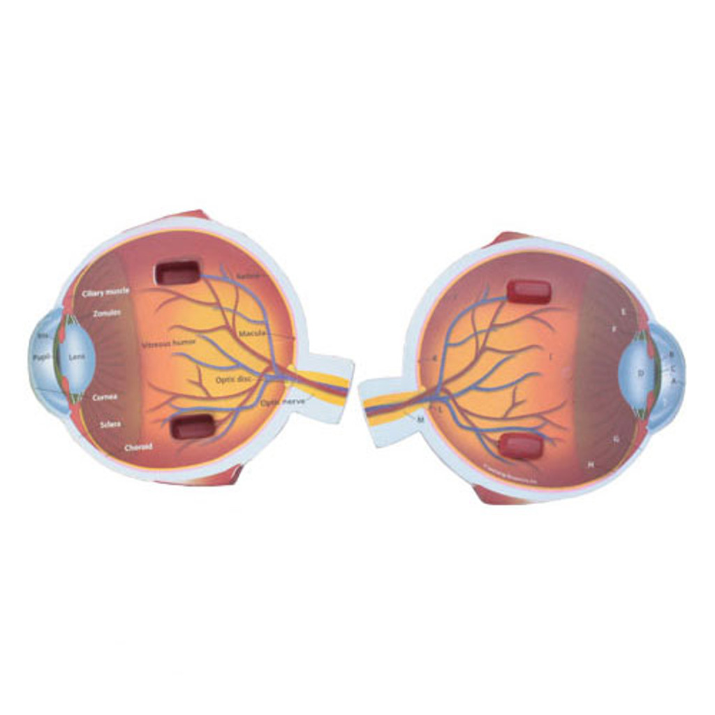 Cross-section Eye Model