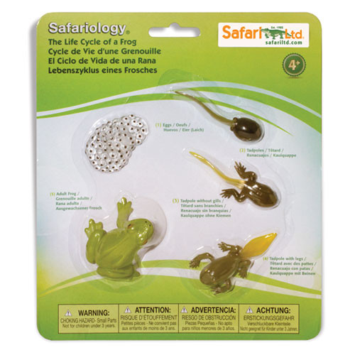 Life Cycle of a Frog educational figures Thinkamajigs