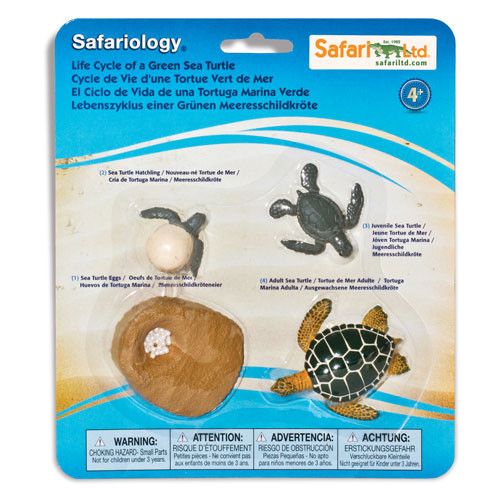 Life Cycle of a Turtle educational toy Thinkamajigs