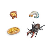 Life Cycle of a Beetle