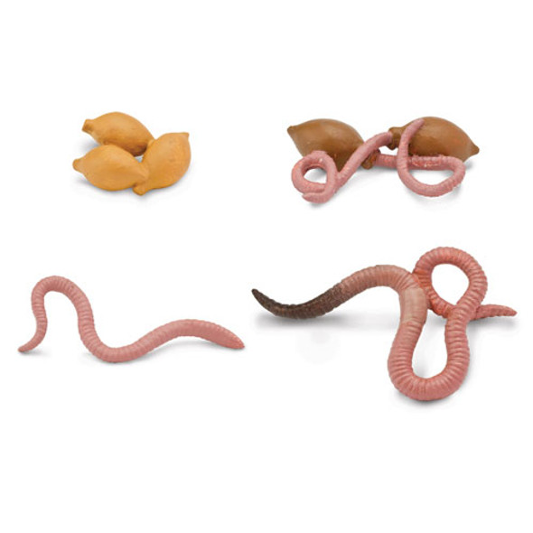 Life Cycle of a Worm