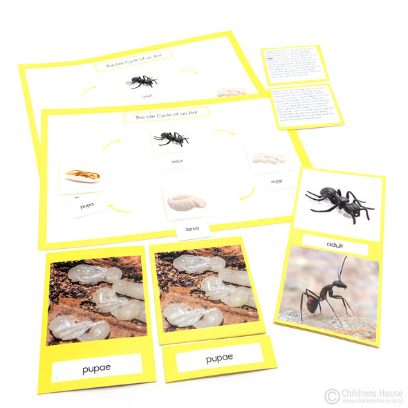 Life Cycle of An Ant Activity Set