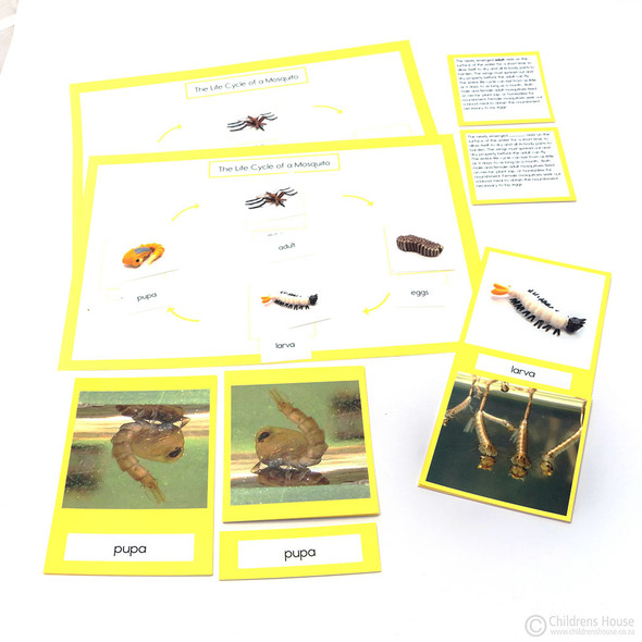 Life Cycle of A Mosquito Activity Set