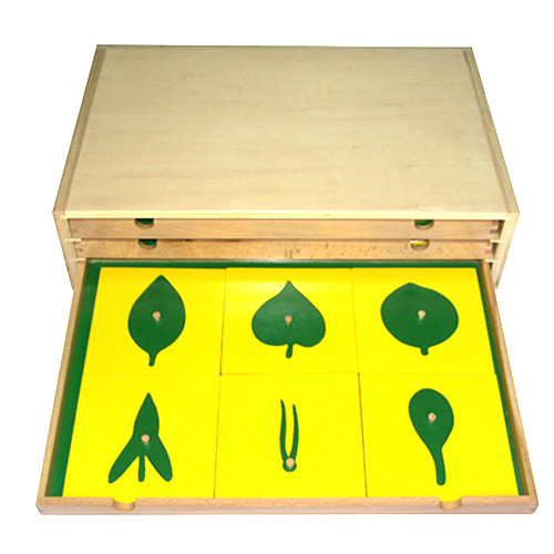 Botany Leaf Cabinet 24 Insects