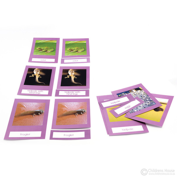 Life Cycle of a Frog Activity Set