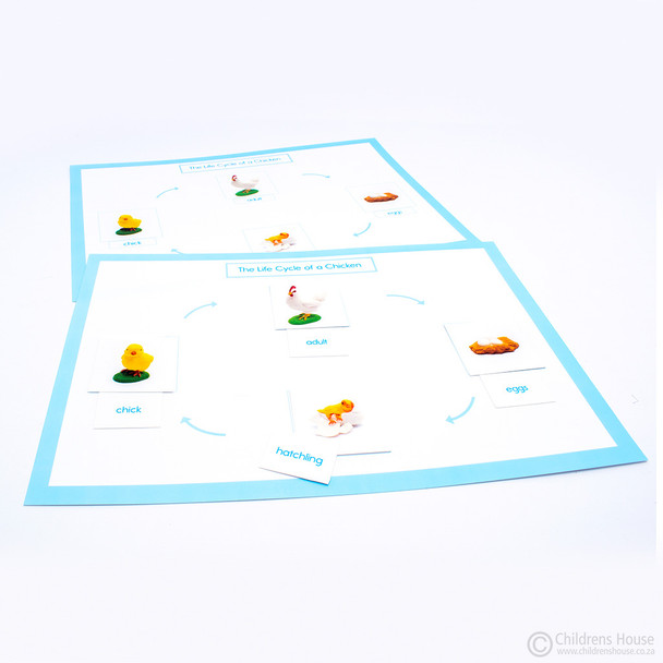 Life Cycle of a Chicken Activity Set