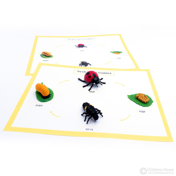 Life Cycle of a Ladybug Activity Set