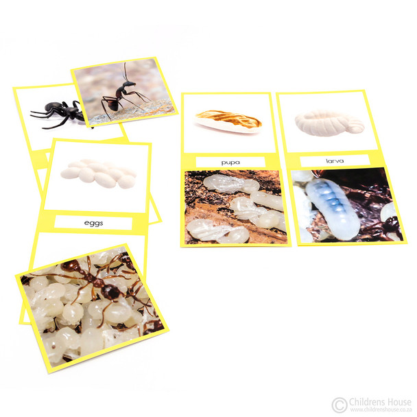 Life Cycle of An Ant Activity Set