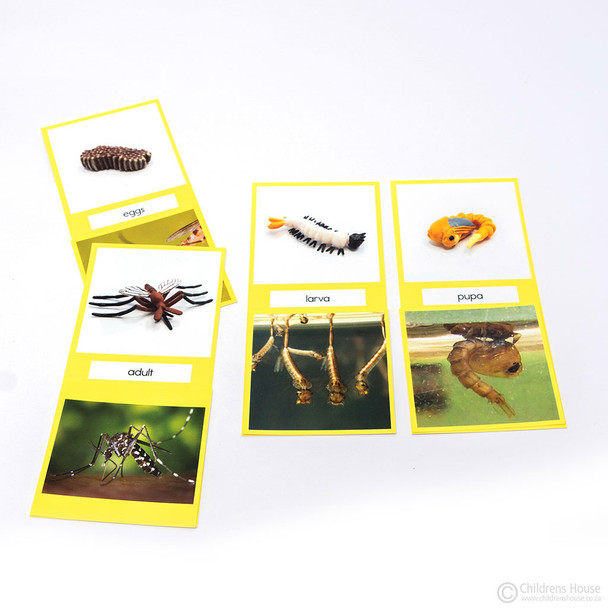 Life Cycle of A Mosquito Activity Set