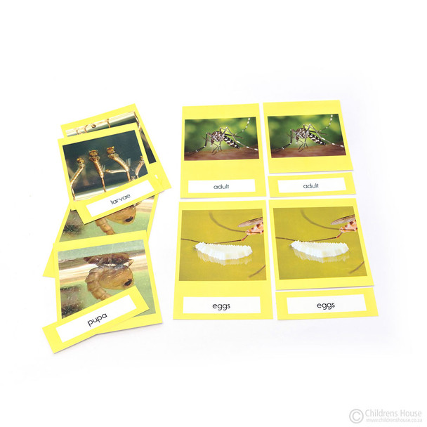 Life Cycle of A Mosquito Activity Set