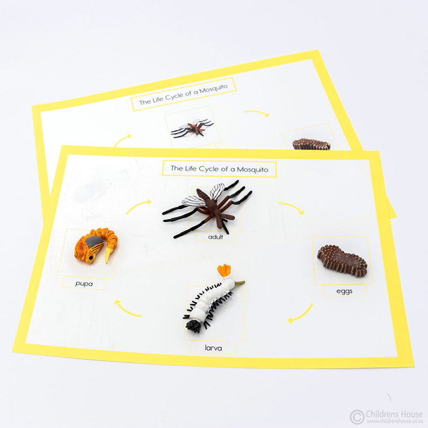 Life Cycle of A Mosquito Activity Set