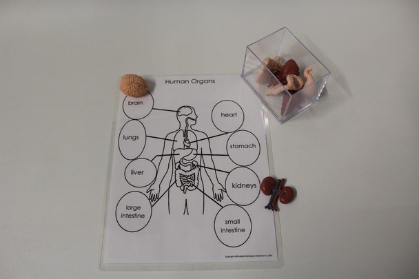 Human Organs with Diagram