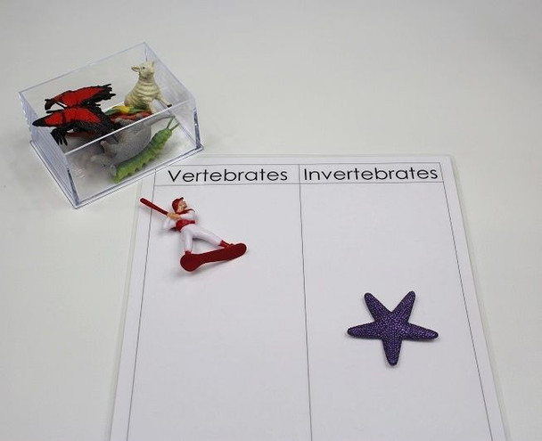 VERTEBRATE AND INVERTEBRATE CLASSIFICATION