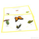 Life Cycle of a Butterfly Activity Set