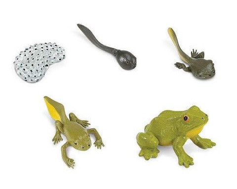 Life Cycle - Frog - Objects Only