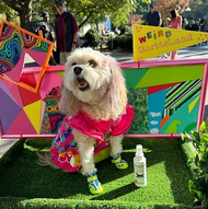 Creative Science Supports the Washington Square Park Halloween Parade