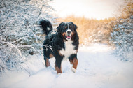 Top Ten Winter Activities To Do With Your Dog