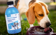 Oral Hygiene for Dogs and Cats: Benefits of Water Additives