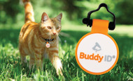 Advanced Pet Identification with QR Code Technology