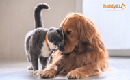 BuddyID® Partners with Pets Best Pet Health Insurance