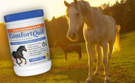 ​Joint Support for Older Horses: Enhancing Mobility and Comfort