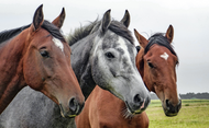 August Horse Care Checklist: Top Supplements & Products for Hot Weather Health