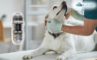 Introducing ALICAM: The Next Generation in Veterinary Imaging
