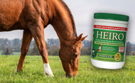 ​Understanding Equine Insulin: Role, Management and Health Impact