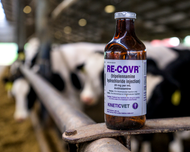 RE-COVR™ (Tripelennamine Hydrochloride Injection, 20mg/mL): An Old Favorite Making A Big Impact Again