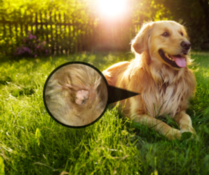 From Dogs to Cows: Understanding and Treating Warts on Different Animals thumbnail image