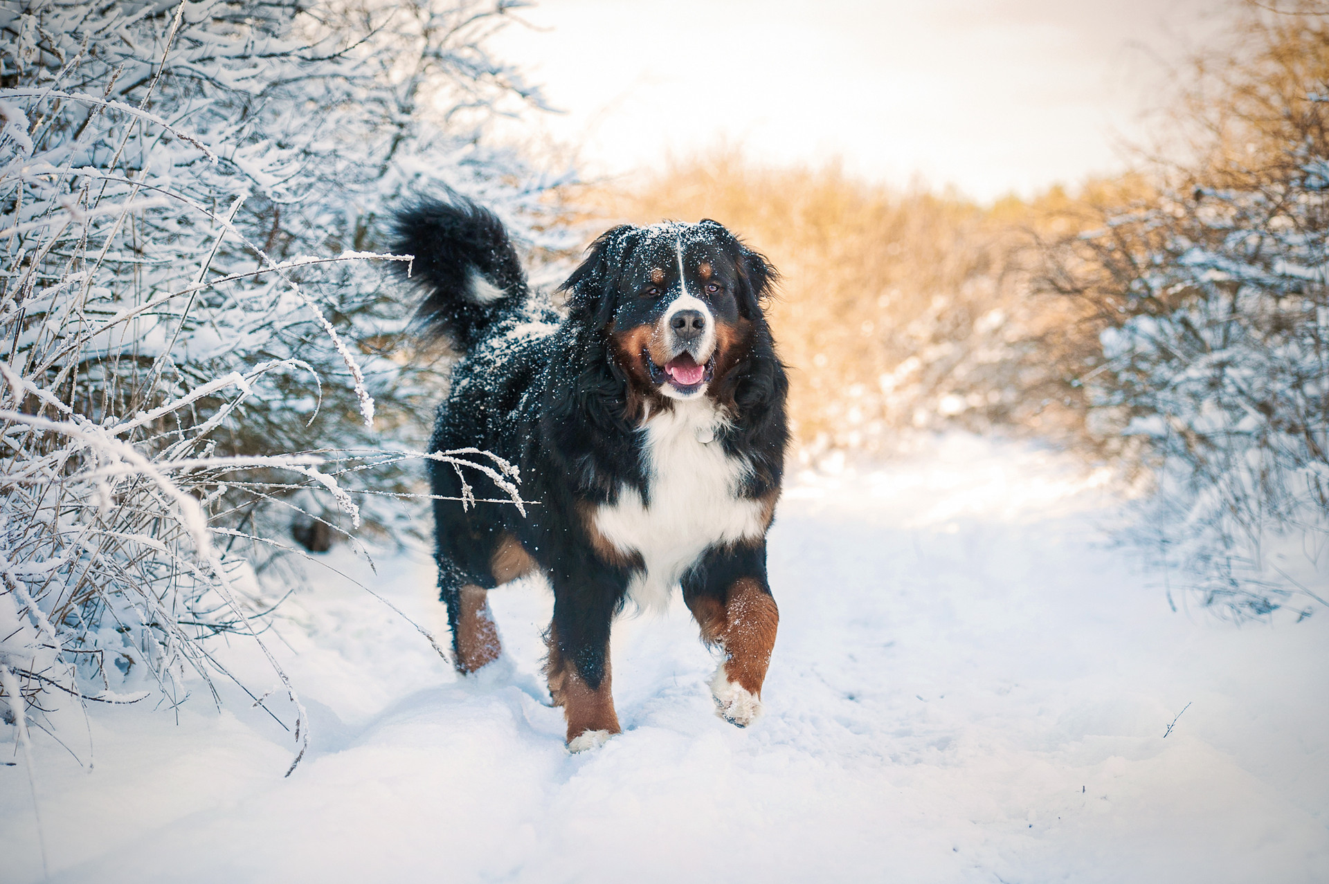 Top Ten Winter Activities To Do With Your Dog thumbnail image