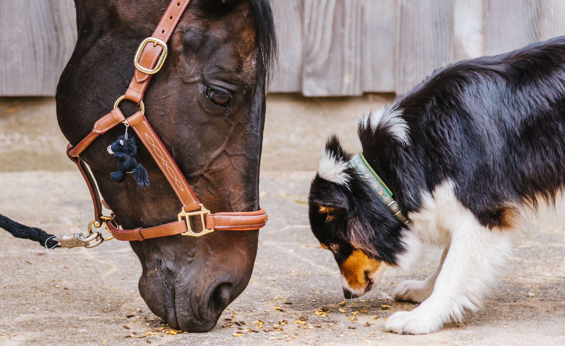 Advancing Animal Health Through Science and Trust: The Core Values of Creative Science thumbnail image